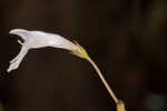 Piedmont false pimpernel